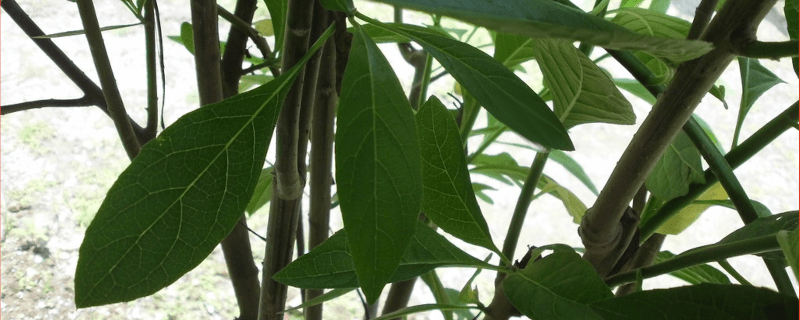 manfaat sehat daun afrika