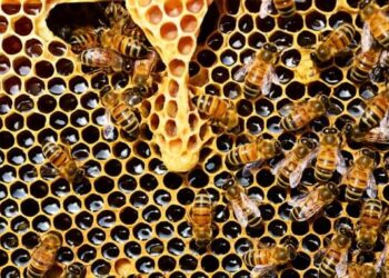 Ciri-Ciri Madu Asli dan Perbedaannya dengan Madu Palsu
