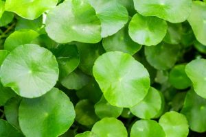 kandungan centella asiatica